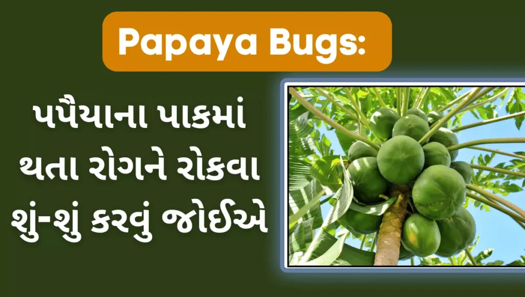 Papaya bugs: પપૈયાના પાકમાં થતા રોગને રોકવા શું-શું કરવું જોઈએ 15 papaya-bugs